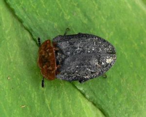 P1360353-vabals.jpg