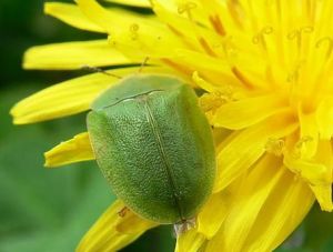 P1380244-cassida viridis.jpg