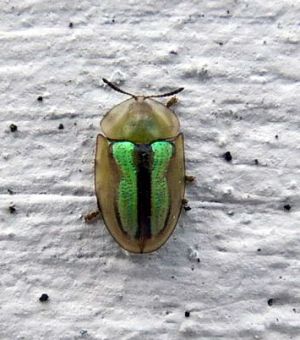P1380308-cassida.jpg