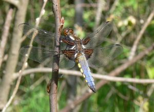P1400946-LibellulaDepressa-MKE-patinas.jpg