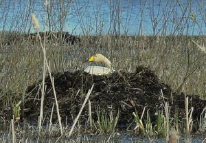 P1490595-CYG CYG.MKE.jpg