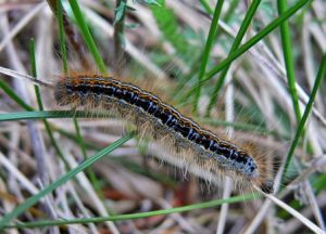 P1510400-Malacosoma castrensis.MKE.jpg