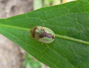 P1510743-Cassida vibex.jpg