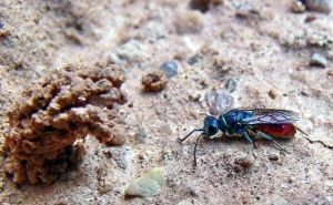 P1540931-auksavapsve.jpg