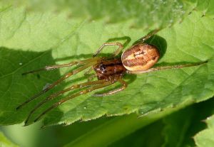 Pachygnatha clercki.Rimvydo.jpg