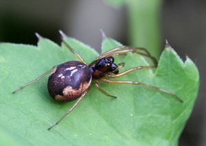 Pachygnatha degeeri.RimvydoKindurio.jpg
