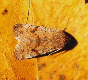 Paprastasis ankstyvasis peledgalvis.Kli.jpg