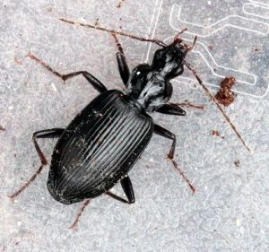 Paprastasis juodžygis-Platynus assimilis.2012-04-22.jpg