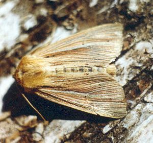 Paprastasis pievinukas.Kli.jpg