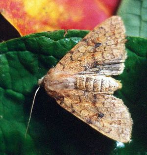 Paprastasis velyvis.Kli.jpg
