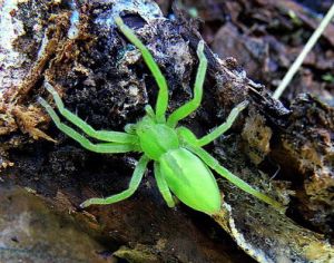 Paprastasis zaliavoris.jpg