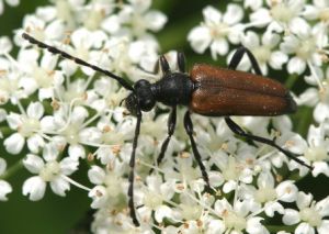 Paracorymbia maculicornis.Rimvydo.090613.jpg