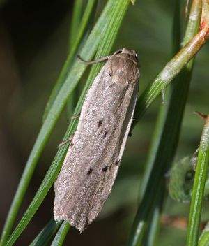 Pelosia muscerda.RimvydoKindurio.120728-09-copy.jpg