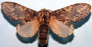 Peridea anceps. MKE.JPG