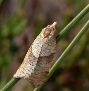Philedone gerningana.R.Kindurio.150718.jpg