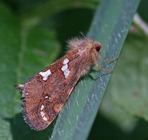 Phymatopus hecta.R.Kindurio.120722-18-copy.jpg