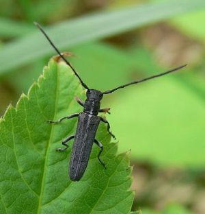 Phytoecia cylindrica.Deivido.jpg