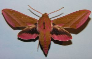 Pievinis sfinksas.MKE.JPG