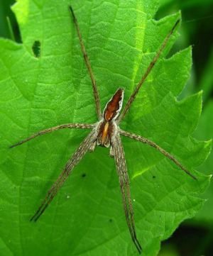 Pisaura mirabilis.MKE.2008-05-17.jpg