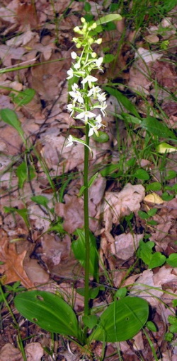Platanthera bifolia.MKE.2006-06-20.JPG