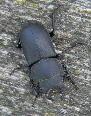 PlatusisElniavabalis.MKE.jpg