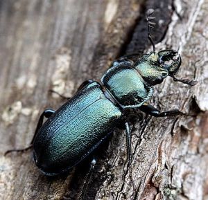 Platycerus caraboides.Rimvydo.100514-07.jpg