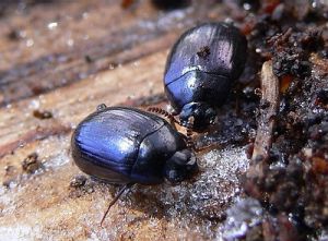 Platydema violaceum.Deivido.MKE.2011-03-09.jpg