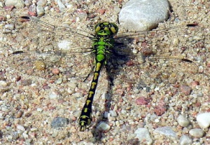 Pleistinis zirgelis.2008-07-13.jpg