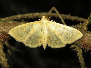 Pleuropyta ruralis1, 2006-07-29.jpg