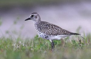 Pluvialis squatarola.RimvydoKindurio.110516.jpg