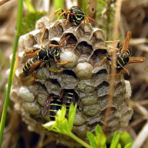 Polistes nimphus1MKE.jpg