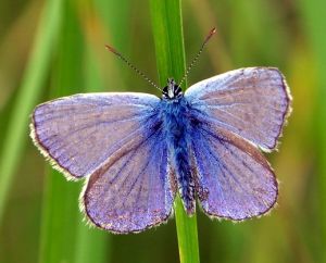 Polyommatus icarus 2006-08-04. MKE.jpg