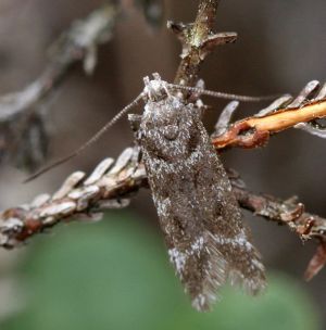Prolita sexpunctella.R.Kindurio.150614-14.jpg