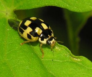 Propylaea quatuordecimpunctata 2006-07-22.jpg