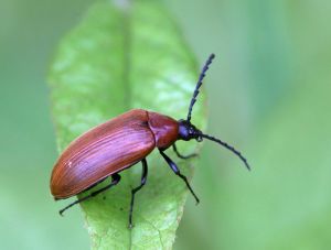 Pseudocistela ceramboides.R.Kindurio.140705-19.jpg