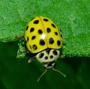 Psyllobora vingintiduopunctata1 2006-07-11.jpg