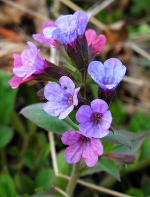 Pulmonaria obscura.MKE.2006-04-28.JPG