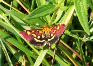 Pyrausta purpuralis.jpg