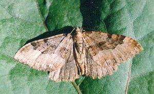 Raugerskinis sprindzius.Kli.jpg