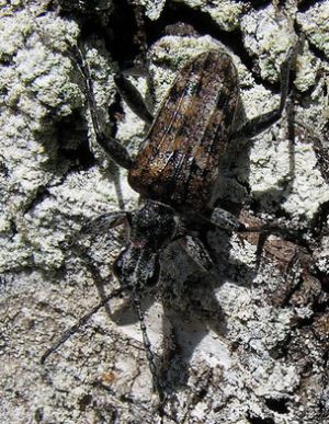 Rhagium inquisitor.MKE.2009-06-15.jpg