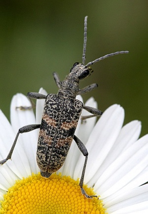 Rhagium mordax.Rimvydo.090621.jpg