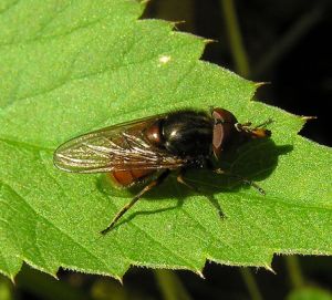 Rhingia rostrata.MKE.jpg
