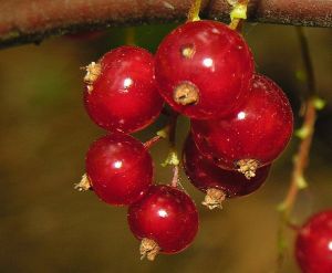 Ribes spicatum 2006-07-18..jpg