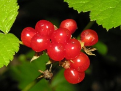 Rubus saxatilis, 2006-08-04.MKE.JPG