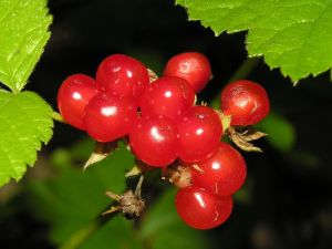 Rubus saxatilis, 2006-08-04.MKE.JPG