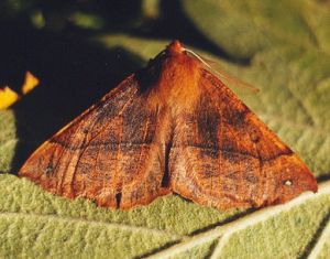 Rudasis rudeninis sprindzius.Kli.jpg