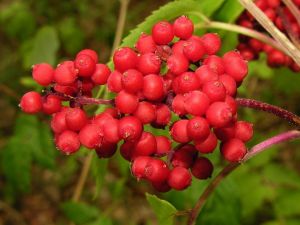 Sambucus racemosa, 2006-07-18.MKE.JPG