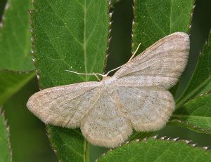 Scopula floslactata.RimvydoKindurio.120526-15-copy.jpg