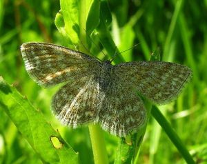 Scopula immorata.MKE.2008-06-08.jpg