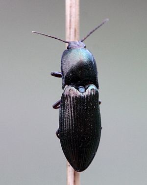 Selatosomus (Selatosomus) aeneus.Rimvydo.100508-30.jpg